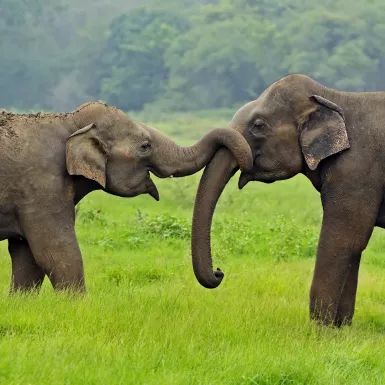 Two elephants in the wild, one wrapping their trunk around the others trunk on the island of Sri Lanka.